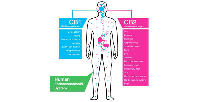Chronic Pain and Medicinal Cannabis