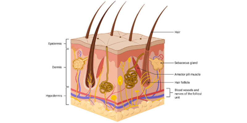 Foundations of hair & scalp - anatomy & function 1