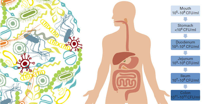 The gut microbiome: Prebiotic and probiotic treatments
